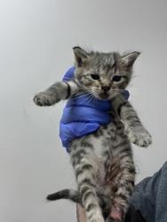 Shelter Stray Female Cat last seen 88th street at Fruitridge Rd, City of Sacramento, CA, 6201 Florin Perkins Rd, Sacramento, CA 95828, USA