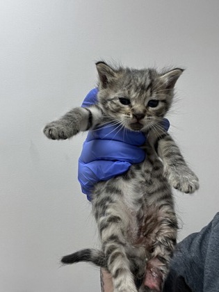 Shelter Stray Female Cat last seen 88th street at Fruitridge Rd, City of Sacramento, CA, 6201 Florin Perkins Rd, Sacramento, CA 95828, USA