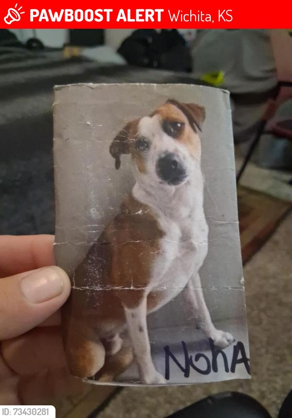 Lost Male Dog last seen Bitting/13th Wichita ks, Wichita, KS 67203