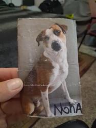 Lost Male Dog last seen Bitting/13th Wichita ks, Wichita, KS 67203