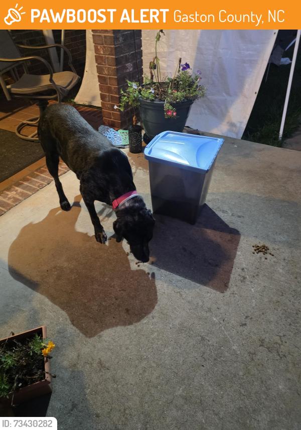 Found/Stray Female Dog last seen hephziha church rd, Gaston County, NC 28033