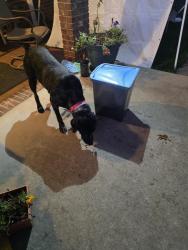 Found/Stray Female Dog last seen hephziha church rd, Gaston County, NC 28033