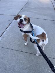 Reunited Male Dog last seen Houndshaven & Branham, San Jose, CA 95111