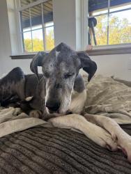 Reunited Female Dog last seen Oak hills, trailer park, Grove City, OH 43123