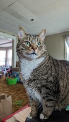 Reunited Male Cat last seen Church St and Virginia Ave, Brookhaven, PA 19015