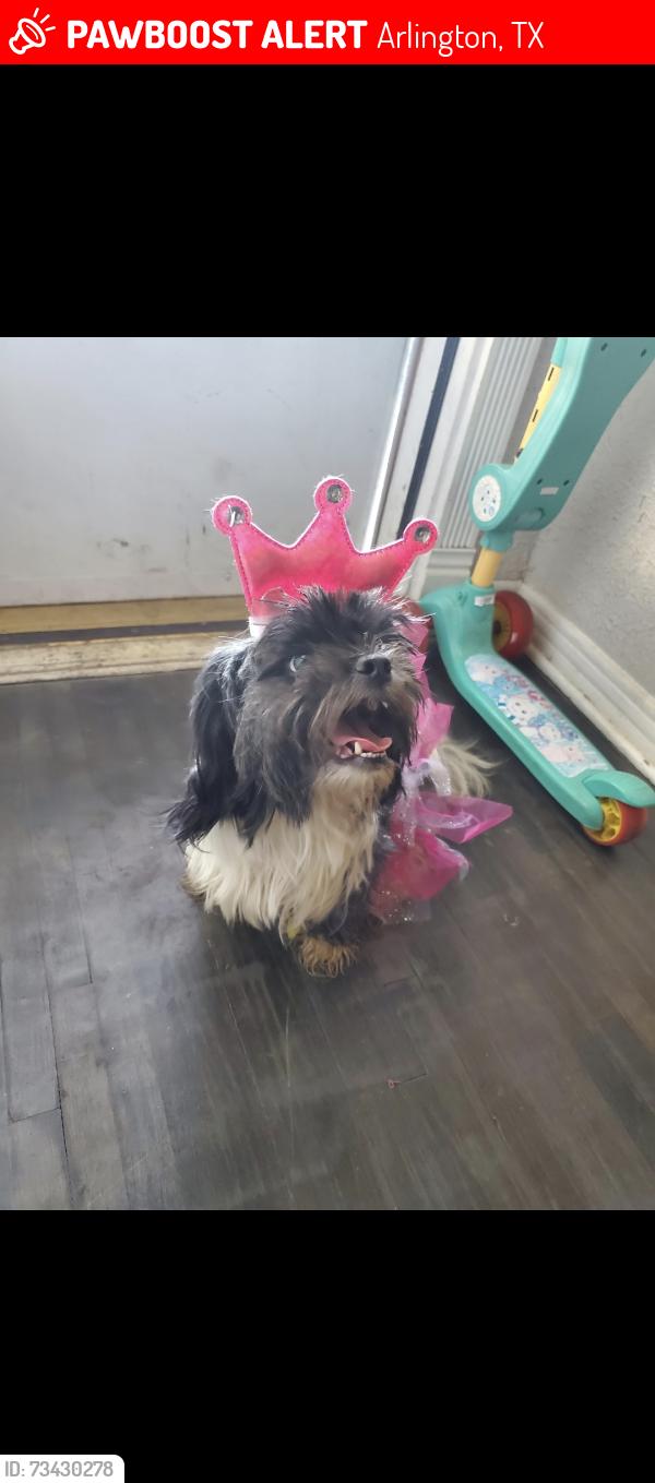 Lost Female Dog last seen Near trinity hieght dr., Arlington, TX 76014
