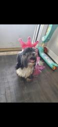 Lost Female Dog last seen Near trinity hieght dr., Arlington, TX 76014