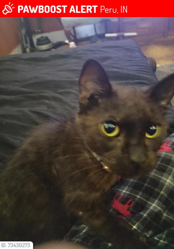 Lost Male Cat last seen Elmwood schools, Peru, IN 46970