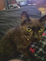 Lost Male Cat last seen Elmwood schools, Peru, IN 46970