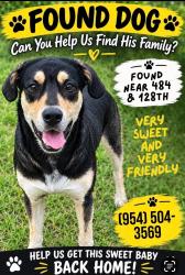 Found/Stray Male Dog last seen SW 129th Ave & HWY 484, Marion County, FL 34432