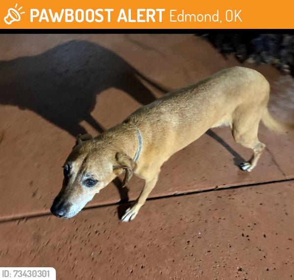 Found/Stray Male Dog last seen Bryant and memorial, Edmond, OK 73013