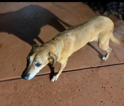 Found/Stray Male Dog last seen Bryant and memorial, Edmond, OK 73013