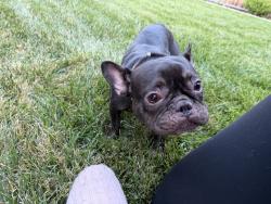 Reunited Female Dog last seen Hillsdale avenue and Dow drive, San Jose, CA 95125