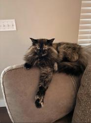 Lost Female Cat last seen Monterey Drive, Dalton, GA 30719