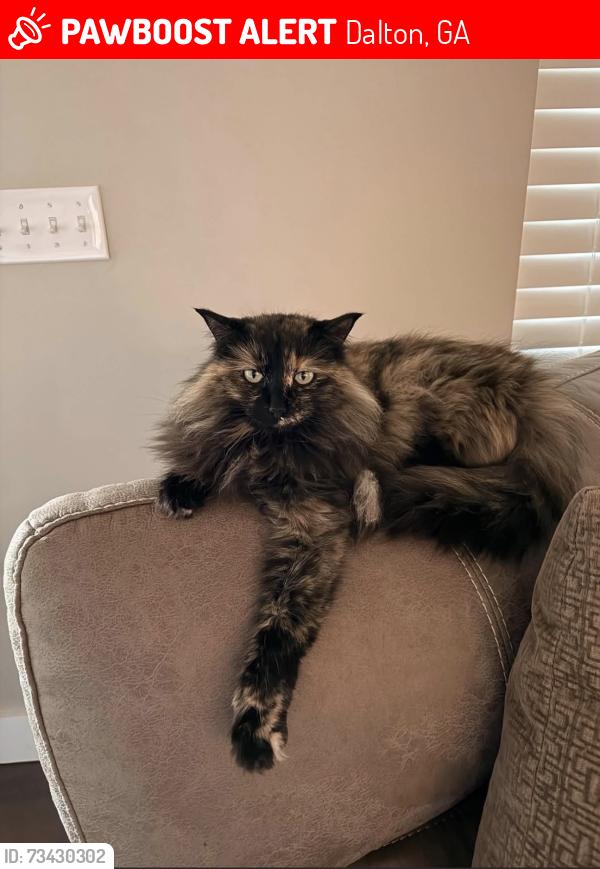 Lost Female Cat last seen Monterey Drive, Dalton, GA 30719