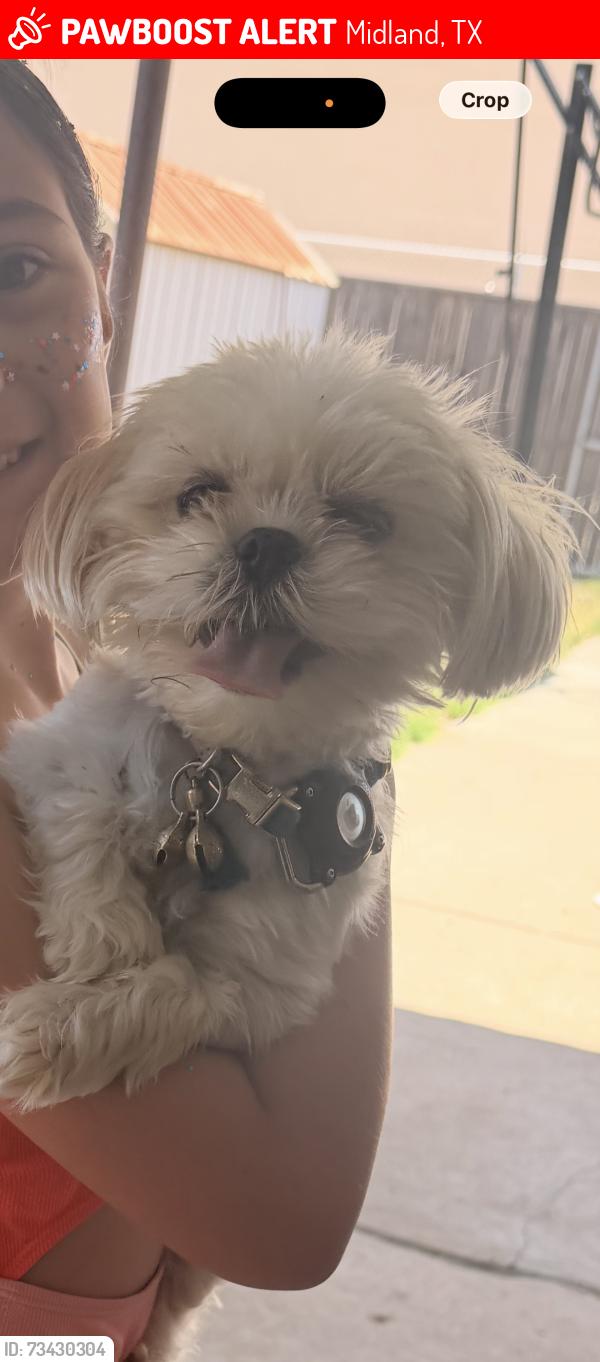 Lost Female Dog last seen Near Princeton, Midland, TX 79703