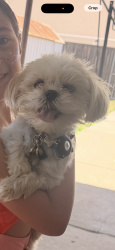 Lost Female Dog last seen Near Princeton, Midland, TX 79703