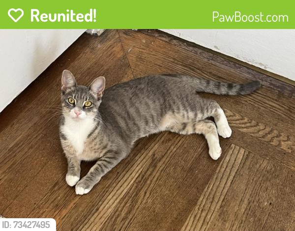 Reunited Female Cat last seen Maxwell Ave near Brookdale Ave, Oakland, CA 94619