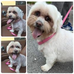 Found/Stray Male Dog last seen Harrison Street, Downtown Hollywood, Hollywood, FL 33020