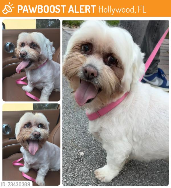 Found/Stray Male Dog last seen Harrison Street, Downtown Hollywood, Hollywood, FL 33020