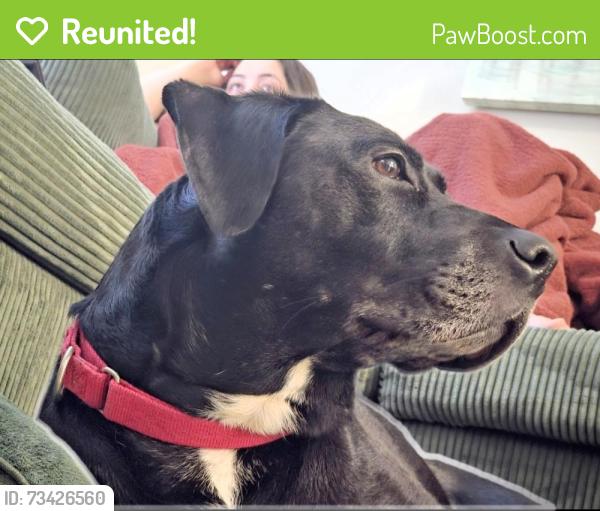 Reunited Male Dog last seen Orcutt and Goldsboro near Cambridge apmts, Hampton, VA 23605