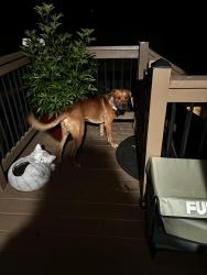 Found/Stray Unknown Dog last seen Red valley resuce, Franklin County, VA 24101