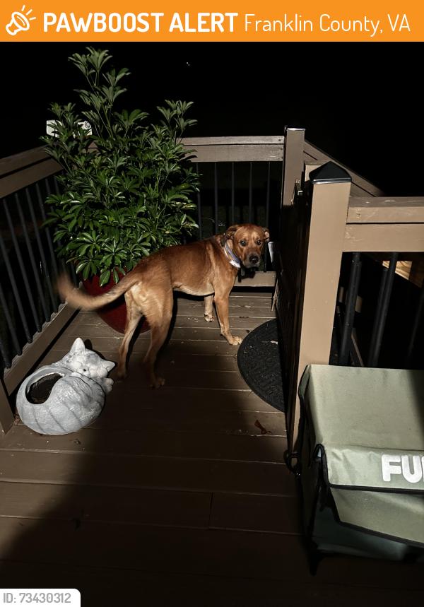 Found/Stray Unknown Dog last seen Red valley resuce, Franklin County, VA 24101