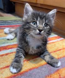 Shelter Stray Female Cat last seen Calle Canejo, Alpine, CA, 91901, El Cajon, CA 92020, USA