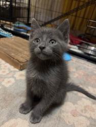 Shelter Stray Male Cat last seen Calle Canejo, Alpine, CA, 91901, El Cajon, CA 92020, USA
