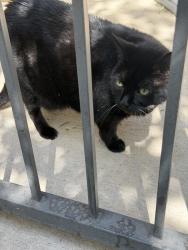 Found/Stray Unknown Cat last seen Near Bexley Frisco Station, Frisco, TX 75034