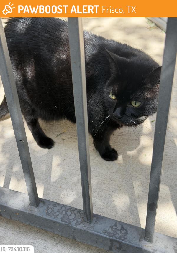 Found/Stray Unknown Cat last seen Near Bexley Frisco Station, Frisco, TX 75034