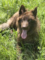 Lost Male Dog last seen Moss hill, Liberty, TX 77575