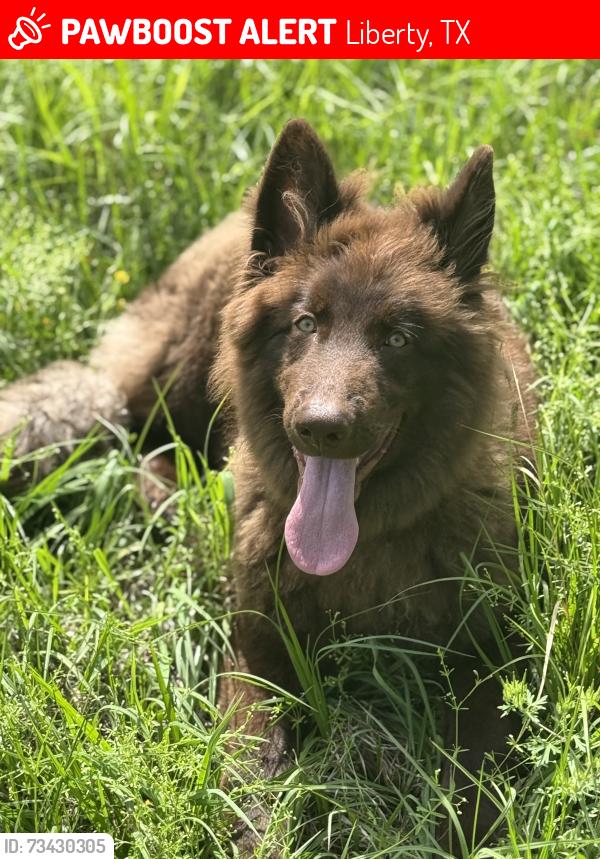 Lost Male Dog last seen Moss hill, Liberty, TX 77575