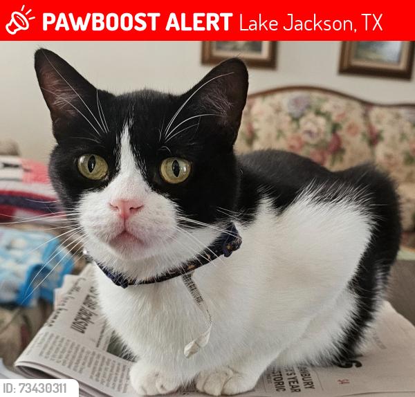 Lost Male Cat last seen Wedgewood and Banyan, Lake Jackson, TX 77566