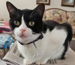 Lost Male Cat last seen Wedgewood and Banyan, Lake Jackson, TX 77566