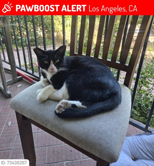 Lost Female Cat last seen Glenalbyn and W Ave 43- Near SW Metro, Los Angeles, CA 90065