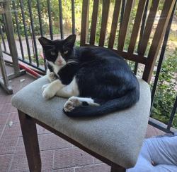 Lost Female Cat last seen Glenalbyn and W Ave 43- Near SW Metro, Los Angeles, CA 90065