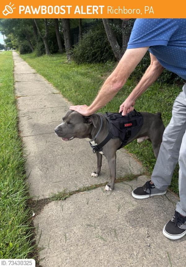 Found/Stray Male Dog last seen Pickering Bnd, Richboro, PA 18954
