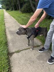 Found/Stray Male Dog last seen Pickering Bnd, Richboro, PA 18954