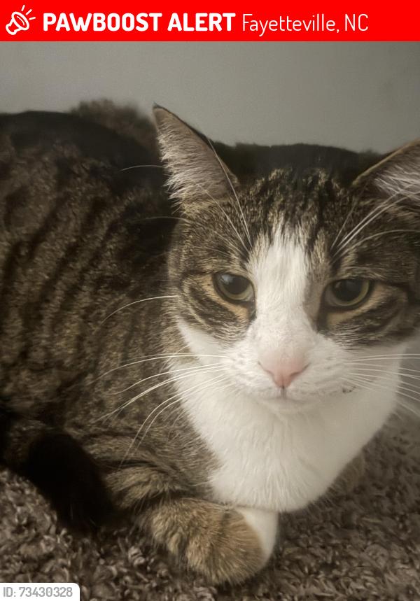 Lost Male Cat last seen Near kershaw loop, Fayetteville, NC 28314