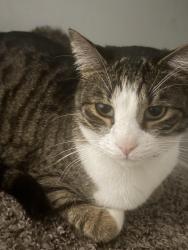 Lost Male Cat last seen Near kershaw loop, Fayetteville, NC 28314
