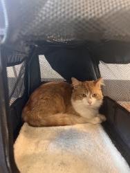 Reunited Male Cat last seen Near NE 122nd St, Kirkland, WA 98034, USA, Kirkland, WA 98034