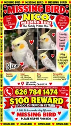 Lost Male Bird last seen Baldwin and valley, El Monte, CA 91731