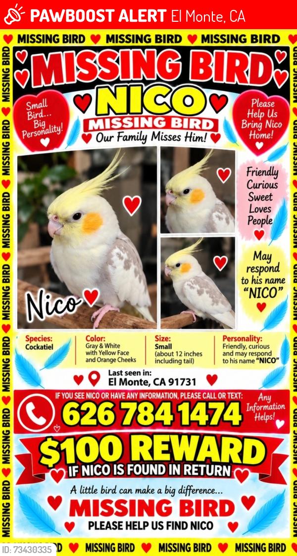 Lost Male Bird last seen Baldwin and valley, El Monte, CA 91731