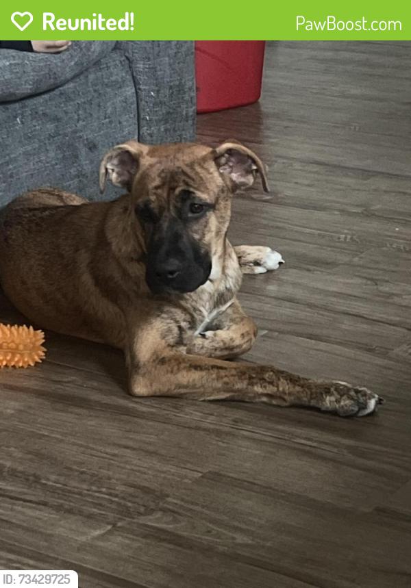 Reunited Male Dog last seen Estrella parkway and s wood dr, Goodyear, AZ 85338