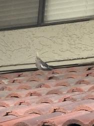 Found/Stray Unknown Bird last seen Southern and Longmore, Mesa, AZ 85202