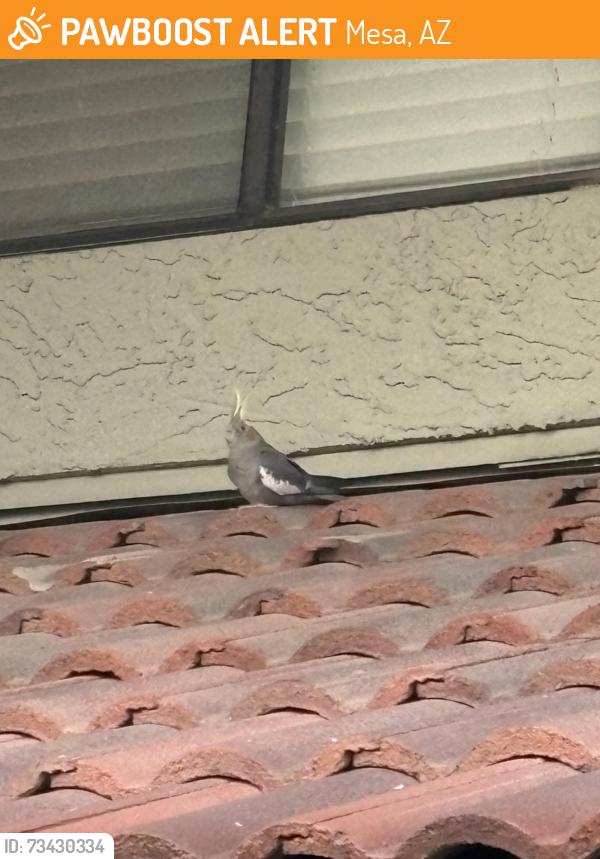 Found/Stray Unknown Bird last seen Southern and Longmore, Mesa, AZ 85202