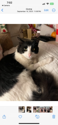 Reunited Male Cat last seen Near Woodlawn Ave, Chula Vista, CA 91911, USA, Chula Vista, CA 91911