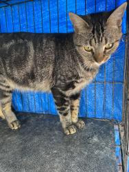 Reunited Female Cat last seen Sepulveda and Victory blvd, Los Angeles, CA 91411