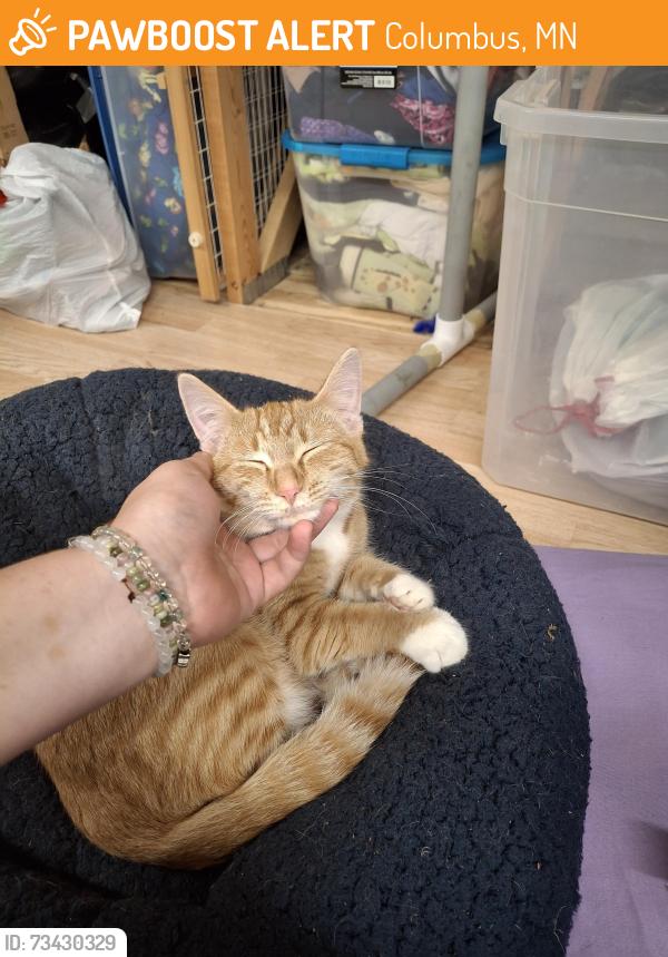Found/Stray Female Cat last seen Dirt roads, I can't really think of any major landmarks but we live by/ near/ in the Carlos Avery wildlife protection zone, Columbus, MN 55025